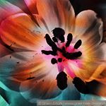 newmediaart tulip